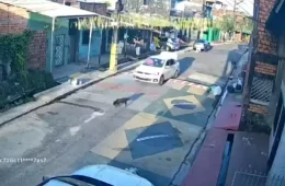 Cadela fica ferida em Belém após ser atropelada por motorista que fugiu sem prestar socorro