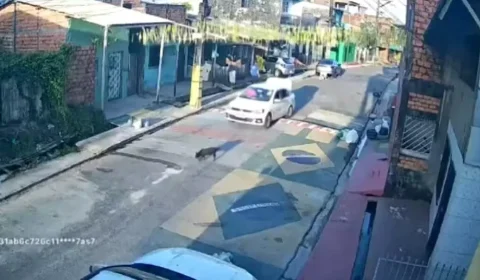 Cadela fica ferida em Belém após ser atropelada por motorista que fugiu sem prestar socorro