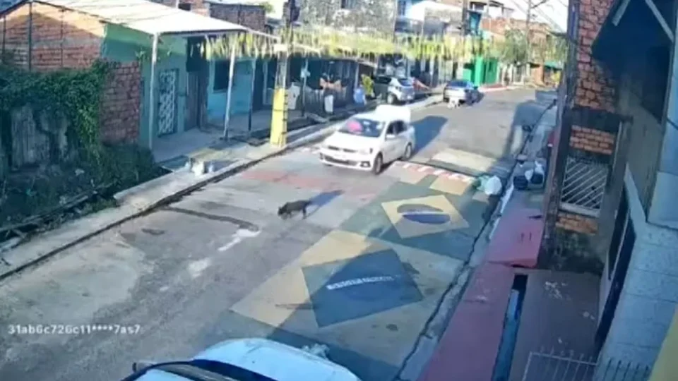 Cadela fica ferida em Belém após ser atropelada por motorista que fugiu sem prestar socorro
