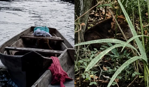 Pitbull é encontrado em situação de abandono e resgatado por moradora em Maués