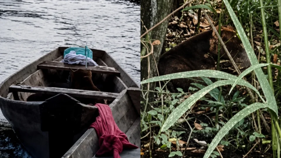 Pitbull é encontrado em situação de abandono e resgatado por moradora em Maués
