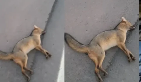 Cachorro do mato é encontrado morto na Avenida Liberdade, em Belém