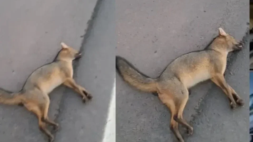 Cachorro do mato é encontrado morto na Avenida Liberdade, em Belém