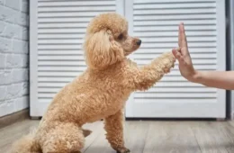 Rondônia tem maior proporção de lares com cães do Brasil, aponta pesquisa do IBGE