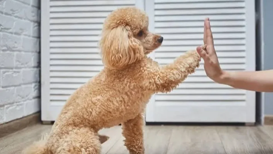 Rondônia tem maior proporção de lares com cães do Brasil, aponta pesquisa do IBGE