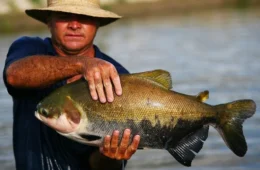 AMEAÇA DE EXTINÇÃO: pesca do tambaqui pode ser proibida no Brasil