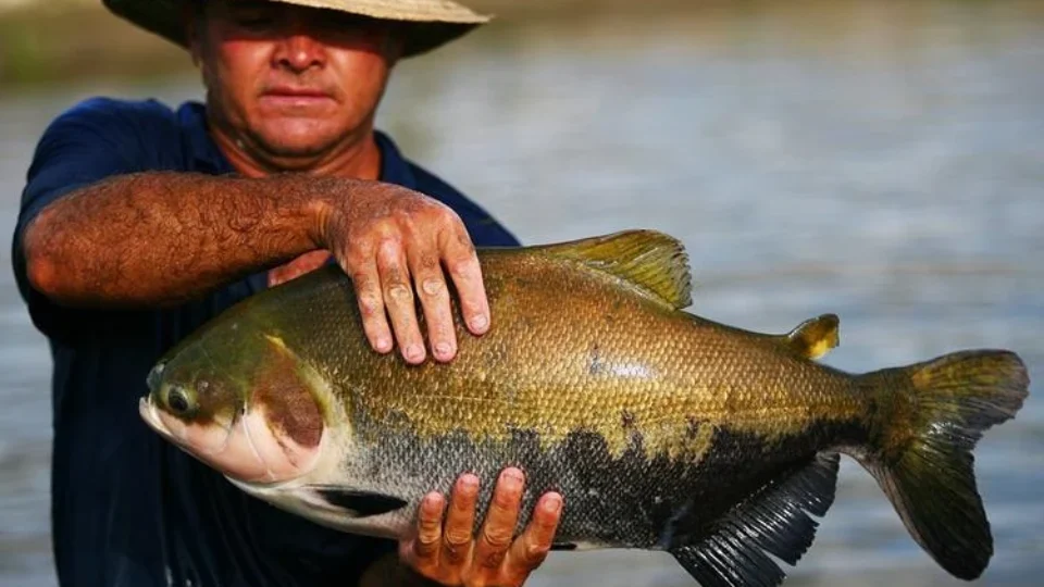 AMEAÇA DE EXTINÇÃO: pesca do tambaqui pode ser proibida no Brasil
