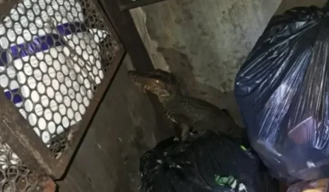 Jacaré invade posto de gasolina e é encontrado na área de descanso em Belém