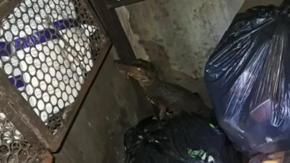 Jacaré invade posto de gasolina e é encontrado na área de descanso em Belém