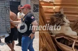 VEJA VÍDEO: Trio é preso após jogar gato em quintal com cães e deixá-lo agonizando por 12 horas no Amazonas
