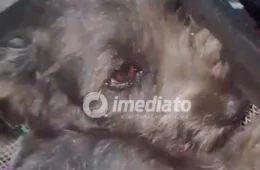 AJUDA URGENTE: Cadelinha é atropelada, fica gravemente ferida e precisa de cuidados