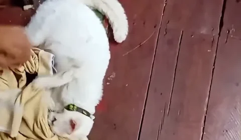 Moradores denunciam suspeita de envenenamento de animais em Santana, no Amapá