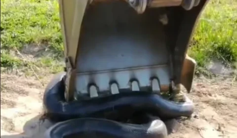 OLHA A COBRA! | Sucuri gigante é encontrada durante limpeza de represa no Pará