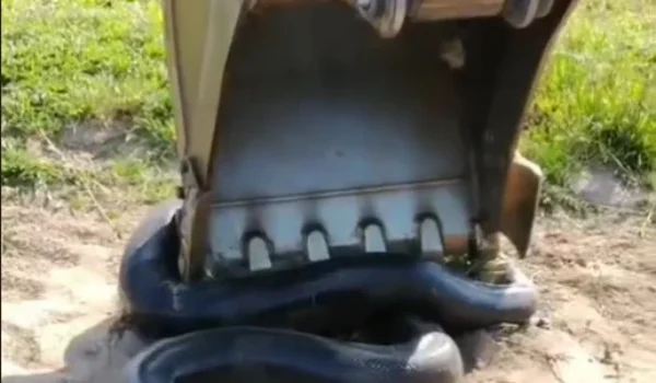 OLHA A COBRA! | Sucuri gigante é encontrada durante limpeza de represa no Pará