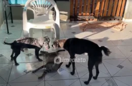 Amor que não se mede: protetora cuida de 17 cães e procura famílias para adoção em Boa Vista