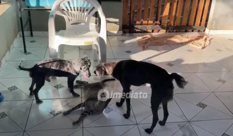 Amor que não se mede: protetora cuida de 17 cães e procura famílias para adoção em Boa Vista