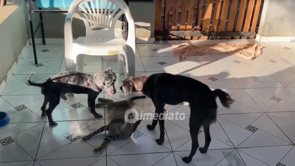 Amor que não se mede: protetora cuida de 17 cães e procura famílias para adoção em Boa Vista
