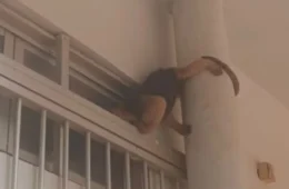VEJA O VIDEO: Tamanduá-mirim é resgatado pelo Ibama após aparecer em campus da Unir em Porto Velho