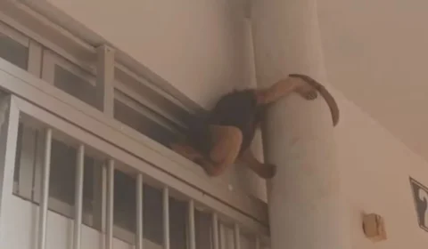 VEJA O VIDEO: Tamanduá-mirim é resgatado pelo Ibama após aparecer em campus da Unir em Porto Velho