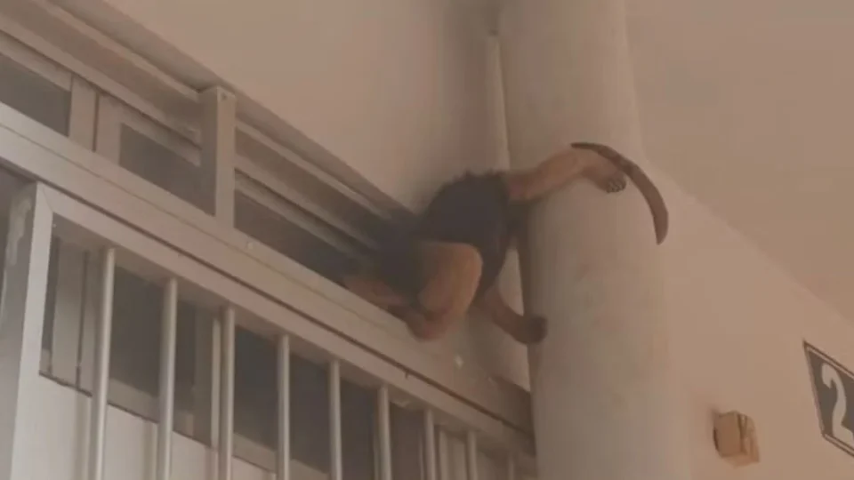 VEJA O VIDEO: Tamanduá-mirim é resgatado pelo Ibama após aparecer em campus da Unir em Porto Velho