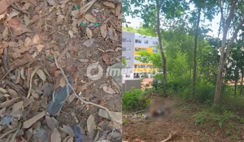 VEJA AS IMAGENS: Mulher é encontrada morta em área de mata no Planalto, em Manaus