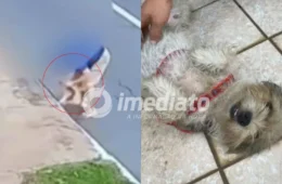 VEJA VÍDEO: câmera flagra quando tutor joga a própria cachorra dentro de bueiro