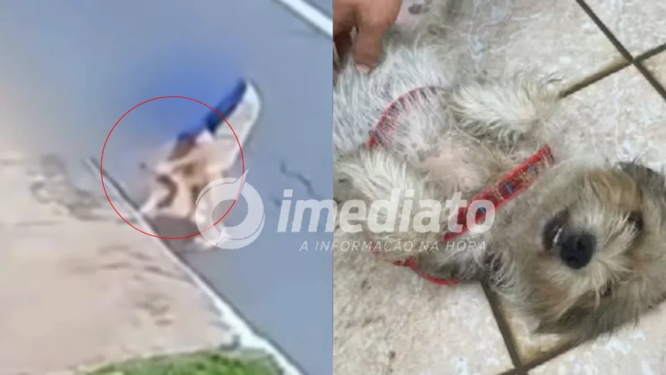 VEJA VÍDEO: câmera flagra quando tutor joga a própria cachorra dentro de bueiro