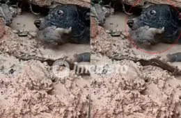 VEJA VÍDEO: Cachorrinha entra em área alagada e resgata filhote preso sob casa em Manaus
