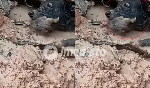 VEJA VÍDEO: Cachorrinha entra em área alagada e resgata filhote preso sob casa em Manaus