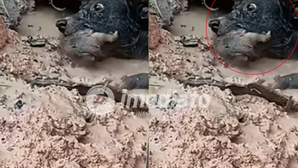 VEJA VÍDEO: Cachorrinha entra em área alagada e resgata filhote preso sob casa em Manaus