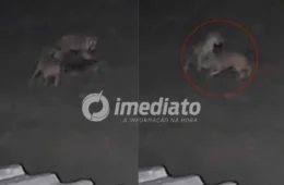 VEJA VÍDEO: Onça invade propriedade, mata cachorro e arrasta animal para a mata no interior do Amazonas