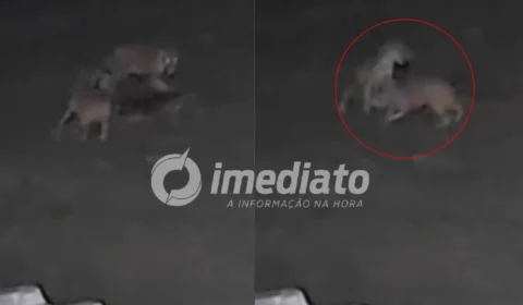 VEJA VÍDEO: Onça invade propriedade, mata cachorro e arrasta animal para a mata no interior do Amazonas