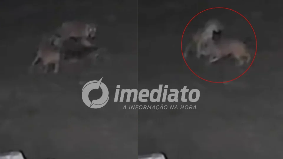 VEJA VÍDEO: Onça invade propriedade, mata cachorro e arrasta animal para a mata no interior do Amazonas