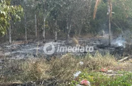 Mucura é queimada viva após incêndio destruir área de mata na Avenida Nathan Xavier