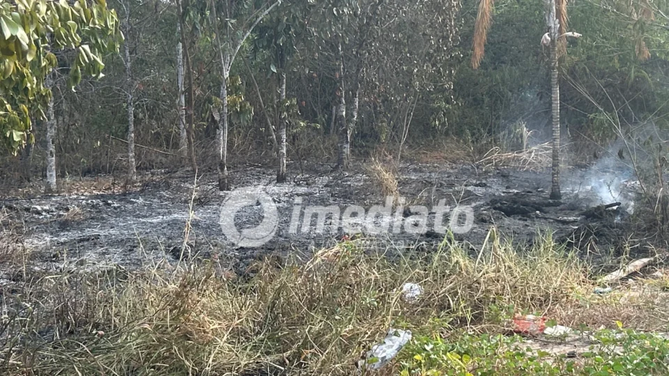 Mucura é queimada viva após incêndio destruir área de mata na Avenida Nathan Xavier