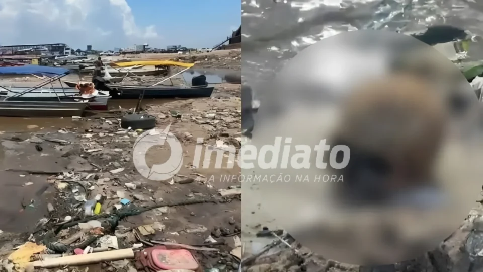 URGENTE: Ossada humana é encontrada na Manaus Moderna um dia após localização de crânio
