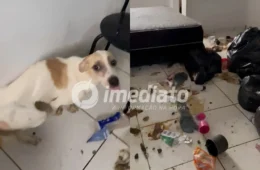 ABANDONO CRUEL: cachorro é encontrado desnutrido e sem água dentro de apartamento em Manaus