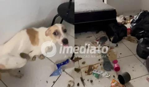 ABANDONO CRUEL: cachorro é encontrado desnutrido e sem água dentro de apartamento em Manaus