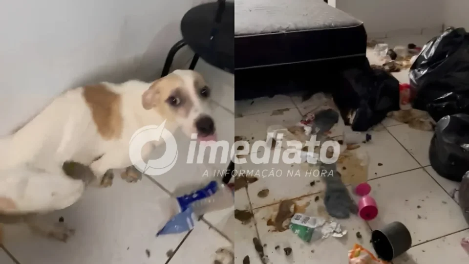 ABANDONO CRUEL: cachorro é encontrado desnutrido e sem água dentro de apartamento em Manaus