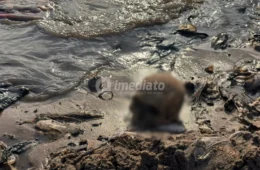 VEJA AS IMAGENS: crânio humano é encontrado por trabalhadores durante obra em frente à Feira da Manaus Moderna