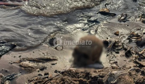 VEJA AS IMAGENS: crânio humano é encontrado por trabalhadores durante obra em frente à Feira da Manaus Moderna