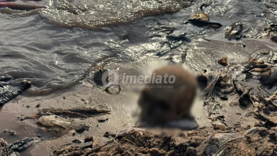 VEJA AS IMAGENS: crânio humano é encontrado por trabalhadores durante obra em frente à Feira da Manaus Moderna
