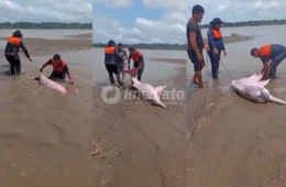VEJA VÍDEO: Boto-cor-de-rosa encalha no Rio Solimões durante estiagem no Amazonas
