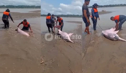VEJA VÍDEO: Boto-cor-de-rosa encalha no Rio Solimões durante estiagem no Amazonas