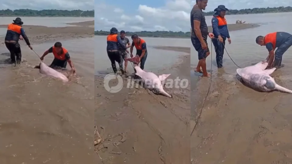 VEJA VÍDEO: Boto-cor-de-rosa encalha no Rio Solimões durante estiagem no Amazonas
