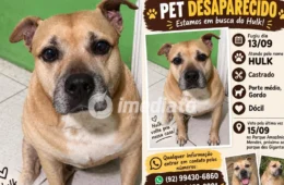 Onde está o Hulk? Cachorro desaparece e família pede ajuda para encontrá-lo em Manaus