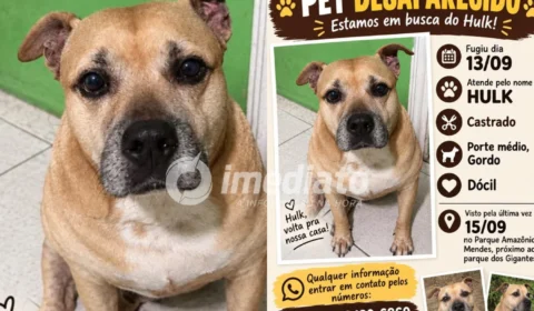 Onde está o Hulk? Cachorro desaparece e família pede ajuda para encontrá-lo em Manaus