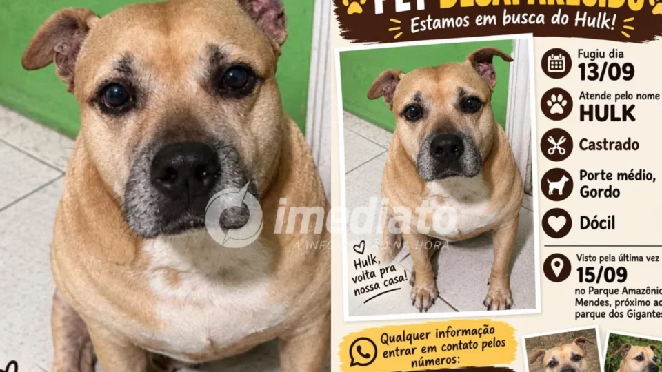 Onde está o Hulk? Cachorro desaparece e família pede ajuda para encontrá-lo em Manaus