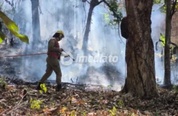 VEJA: Incêndio atinge área de mata no bairro da Paz, em Manaus