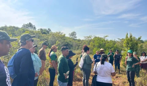 Projetos apoiados pela Eneva no Amazonas já mobilizaram mais de 400 hectares para restauração da vegetação nativa